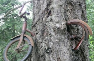 Arbol-traga-bicicleta